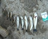 やっぱり自足自給？！おいしい魚たち作り方1写真