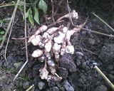 キクイモのツナマヨ炒め作り方1写真