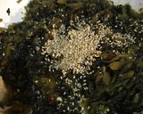 高菜の油炒め＊白飯ドロボー！！作り方3写真