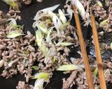 春菊とひき肉の塩生姜焼きそば作り方2写真
