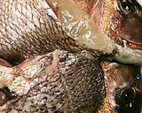 簡単ふっくら美味しい！鯛のアラ炊き作り方1写真