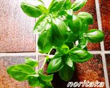 でかっ!☆茄ステーキぃ～ずヾ(ﾟ＿ﾟi)作り方13写真