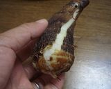 裏技：つるっと皮むき、かゆくない・・里芋作り方2写真
