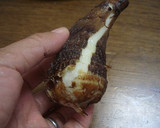 裏技：つるっと皮むき、かゆくない・・里芋作り方2写真