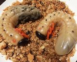 白玉団子でカブトムシの幼虫4(グロ強)作り方5写真
