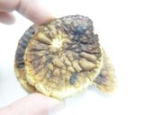 干し野菜（大根）★電子レンジと食品乾燥機作り方11写真