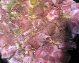 鶏とごぼうの煮込みパスタ作り方6写真