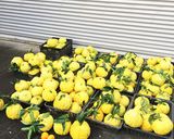 まるごと食べれる鬼柚子の甘煮作り方11写真