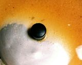 鯖の水煮缶を鯖の味噌煮にリメイク作り方3写真
