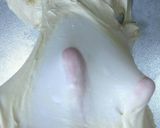 しっとりふんわりなスタンダード山食❤作り方2写真