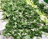 身体に良い(´ω`)ヨモギ茶♫作り方2写真