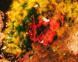 生のり湯豆腐(鍋も可)作り方6写真