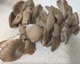 酒のお供に♪ヒラタケのスパイシー焼き☆作り方1写真