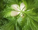 簡単で好み刺身を柚子風味カルパッチョ作り方3写真