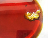 えのきと春菊のさっぱり和え物♪作り方4写真