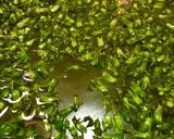穂紫蘇香るオイルソース作り方3写真