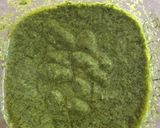 茶殻でエコなジェノベーゼ?作り方2写真