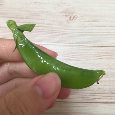 絹さや♡♡♡ 楽天市場】【ふるさと納税】ご家庭用！訳あり！「絹さや」(1kg) 旬