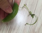 絹さや(さやえんどう)の下処理・筋取り作り方3写真
