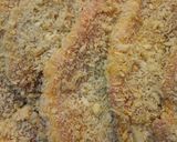 お肉やわらか☆トンカツ作り方6写真