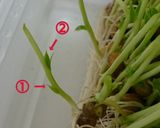 いつも成功!秘密の豆苗再生法 育て方作り方1写真