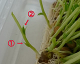 いつも成功！秘密の豆苗再生法 育て方作り方1写真