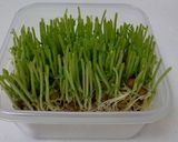 いつも成功!秘密の豆苗再生法 育て方作り方2写真