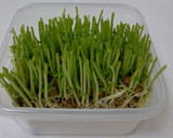 いつも成功！秘密の豆苗再生法 育て方作り方2写真