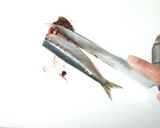 イワシのにんにくソテー♪簡単イワシさばく作り方3写真
