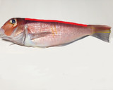 サクサク♪アマダイの皮松笠揚&お刺身作り方2写真