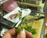 カラスノエンドウと豆腐のごまみそ炒め作り方2写真