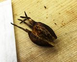 黒豆きんとん〈やよい会〉作り方1写真