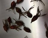黒豆きんとん〈やよい会〉作り方14写真