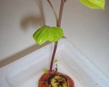 可愛いよ☆さつま芋ちゃんの葉っぱ作り方8写真