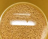 母の味 手作り寒仕込み味噌作り方1写真