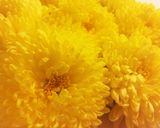 御節にも☆菊の花びらと春菊の上品なお浸し作り方1写真