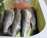 鮭とばの作り方【動画あり】簡単作り方1写真