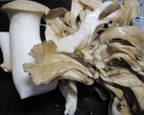きのこのドレッシング炒め作り方1写真