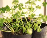 飛び跳ね抑えの節約ハニーカラメル作り方14写真