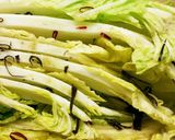 白菜の漬け物作り方4写真