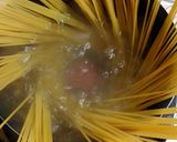 ポルチーニ茸のパスタ♡ﾐｰﾄﾎﾞｰﾙ添え作り方6写真