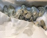 『冬季保存食』牡蠣のオイル漬け作り方2写真