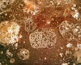 やわらか煮豚～お正月にも～作り方6写真