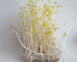 がごめ昆布ともやしの酢の物作り方2写真