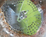 やりいかの煮付け作り方3写真