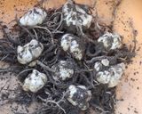 ユリ根と栗の渋皮煮のきんとん作り方1写真