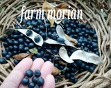 おせちに♪これだけは作りたい黒豆❤作り方11写真