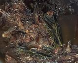 気まぐれシェフ 自家製なめ茸風作り方3写真