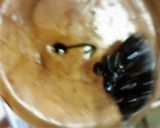 余った☺❤黒豆De ガトーショコラ❤☺作り方8写真