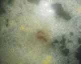 牛乳でまろやか＊野菜たっぷりちゃんぽん麺作り方10写真